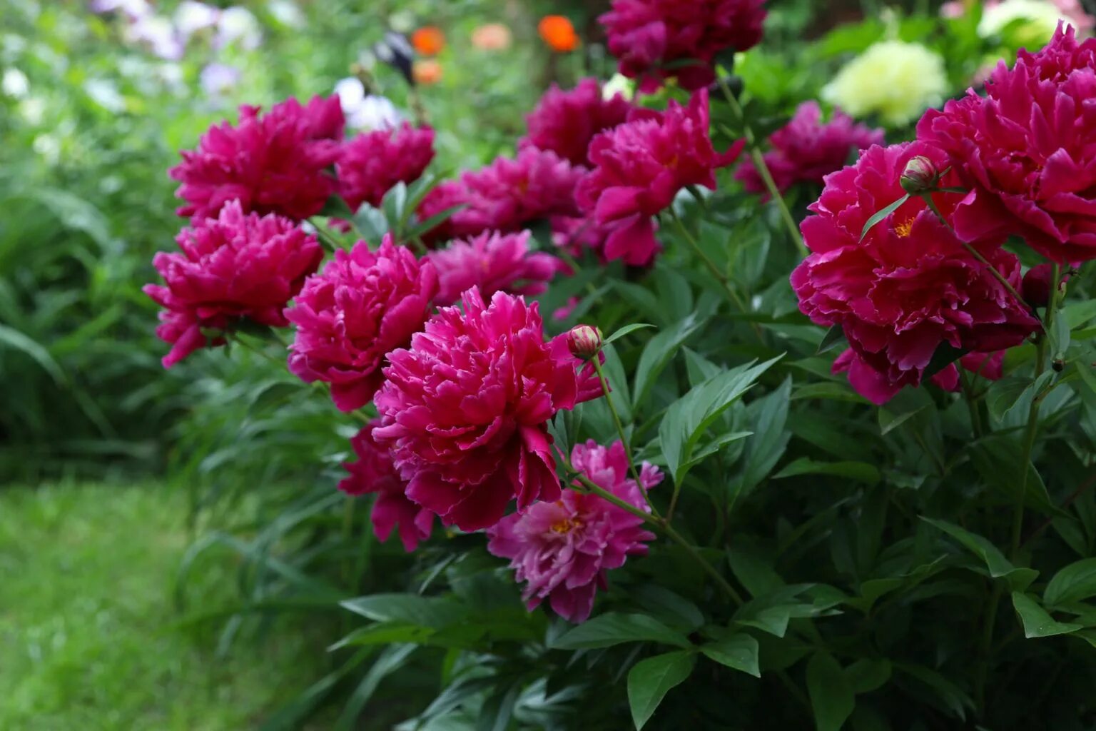 Пионы фото кустарника Best Companion Plants for Peonies