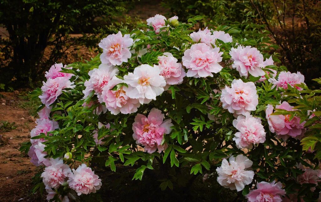 Пионы фото кустарника 5pcs pink peony flower seeds garden courtyard perennial deciduous shrub plant at