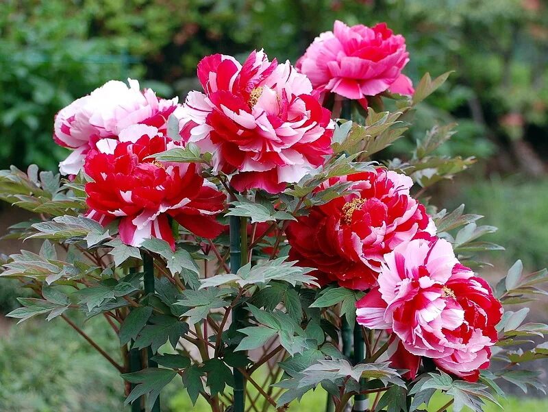 Пионы фото кустарника Пион древовидный (20 семян).