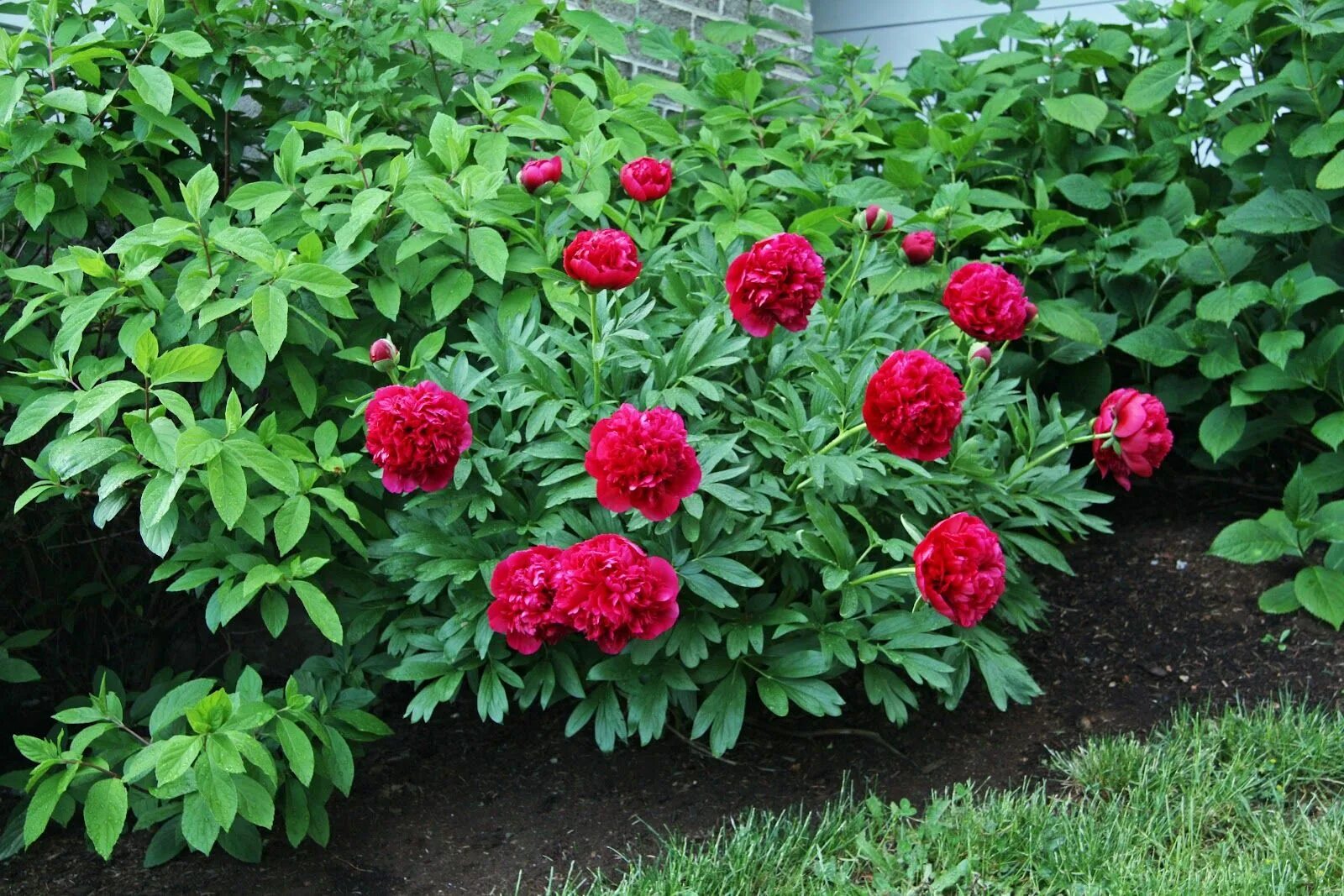 Пионы фото кустарника A Country Farmhouse: A Very Special Peony Planting peonies, Plants, Peonies gard