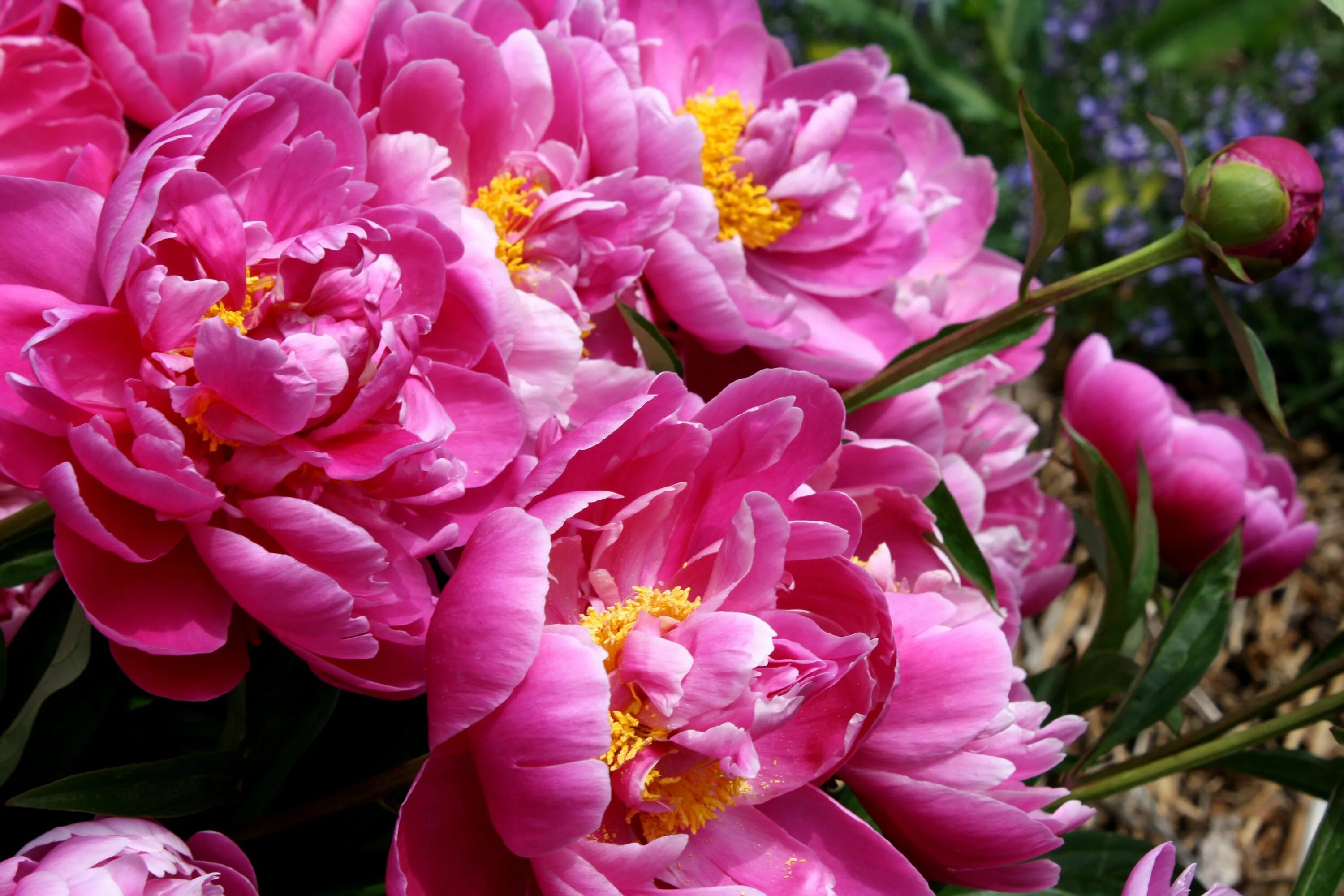 Пионы фото лилии Flowering Perennial Bushes Bright Pink Peony Flowers Picture Free Photograph Pho