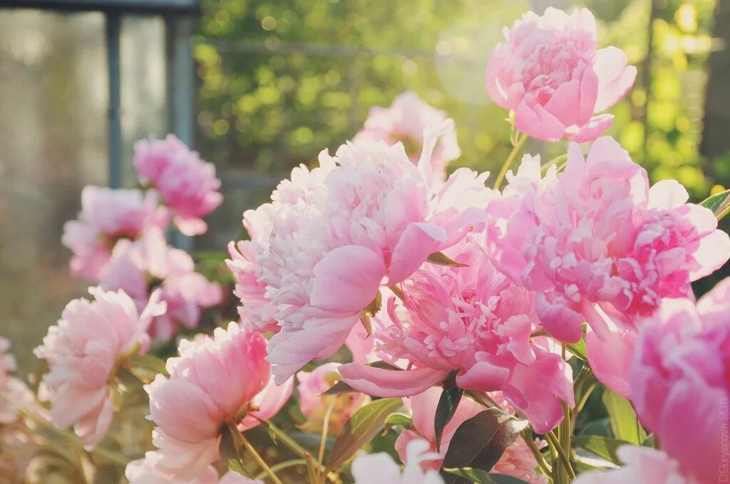 Пионы фото лилии Peonies Peonies, Planting flowers, Herbaceous perennials