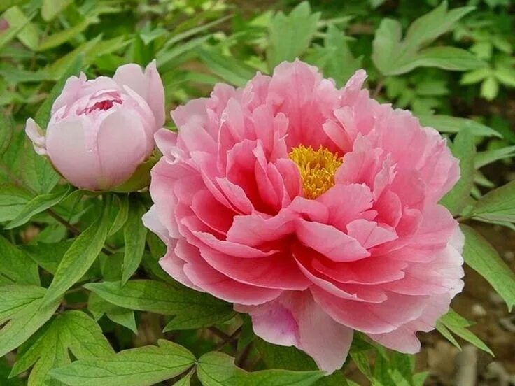Пионы фото лилии Peonia Peonías, Flores, Flor peonia