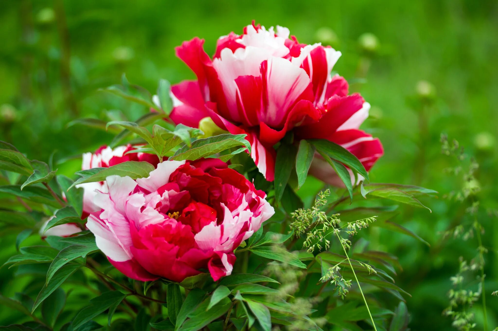 Пионы фото лилии Beautiful pink with white peonies Desktop wallpapers 640x960