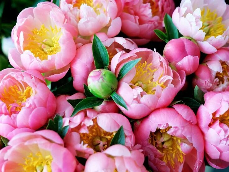 Пионы фото лилии How To Grow And Care For Peony Flower farm, Growing peonies, Flowers