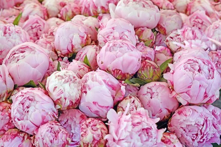 Пионы фото на обои 12 Things Peony-Lovers Should Know
