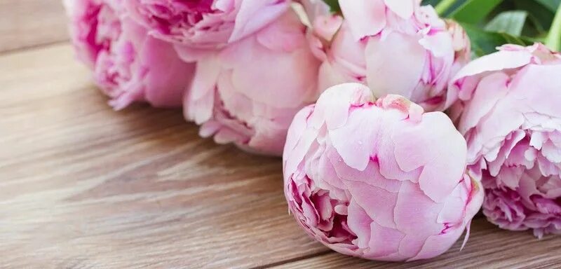 Пионы фото на обои 537246643 Peonies, Online wedding flowers, Flowers