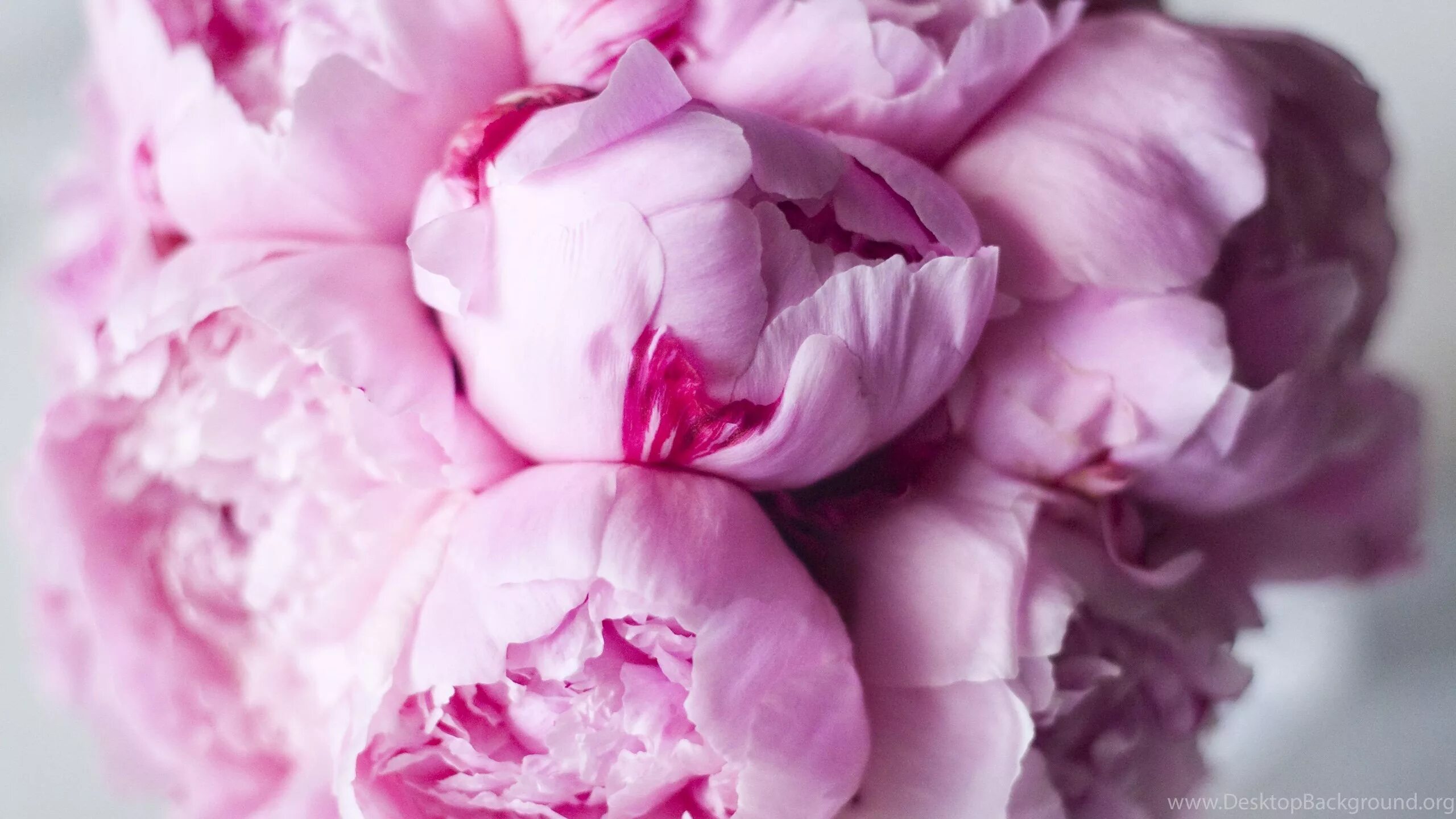 Пионы фото на обои Peony Succulent Bouquet Wallpaper - 2560x1440 - Download HD Wallpaper - Wallpape