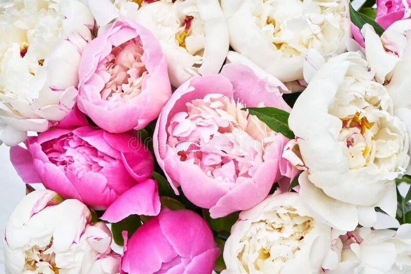 Пионы фото на обои Bouquet of Pink and White Peony. Flowers Background Stock Image - Image of holid