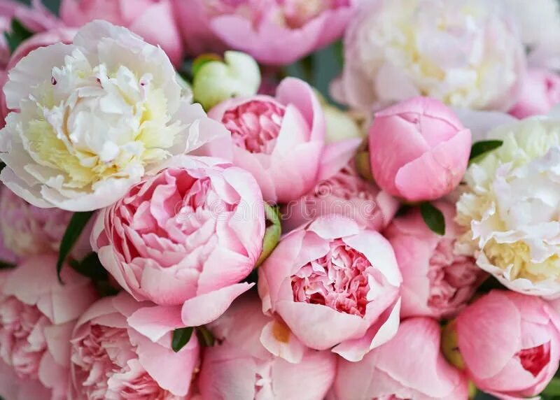 Пионы фото на обои Background with Beautiful White and Pink Flowers Peonies. Stock Photo - Image of