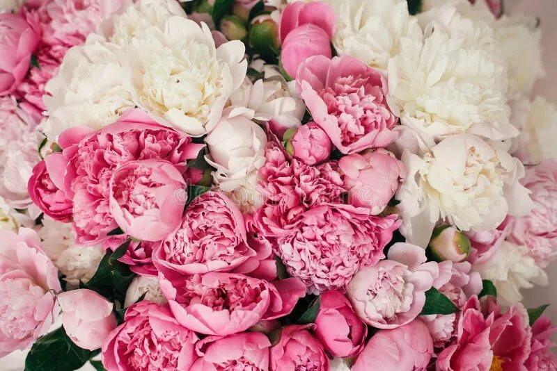 Пионы фото на обои Peonies Wallpaper Pattern. Big Stylish Pink and White Peony Bouquet Close Up. Ha