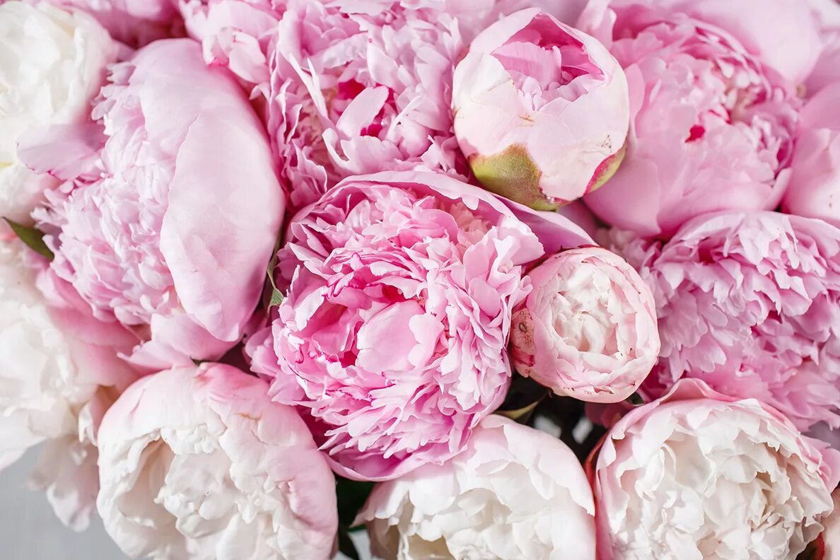 Пионы фото на обои WSU scientists find a slate of unexpected diseases in peony WSU Insider Washingt