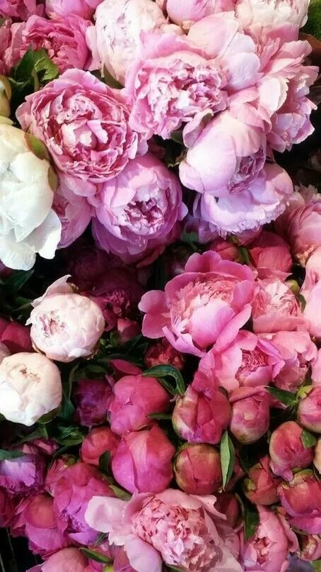Пионы фото на обои Pin by MILLION DIY TREND on Живые цветы Flowers nature, Flowers photography, Flo