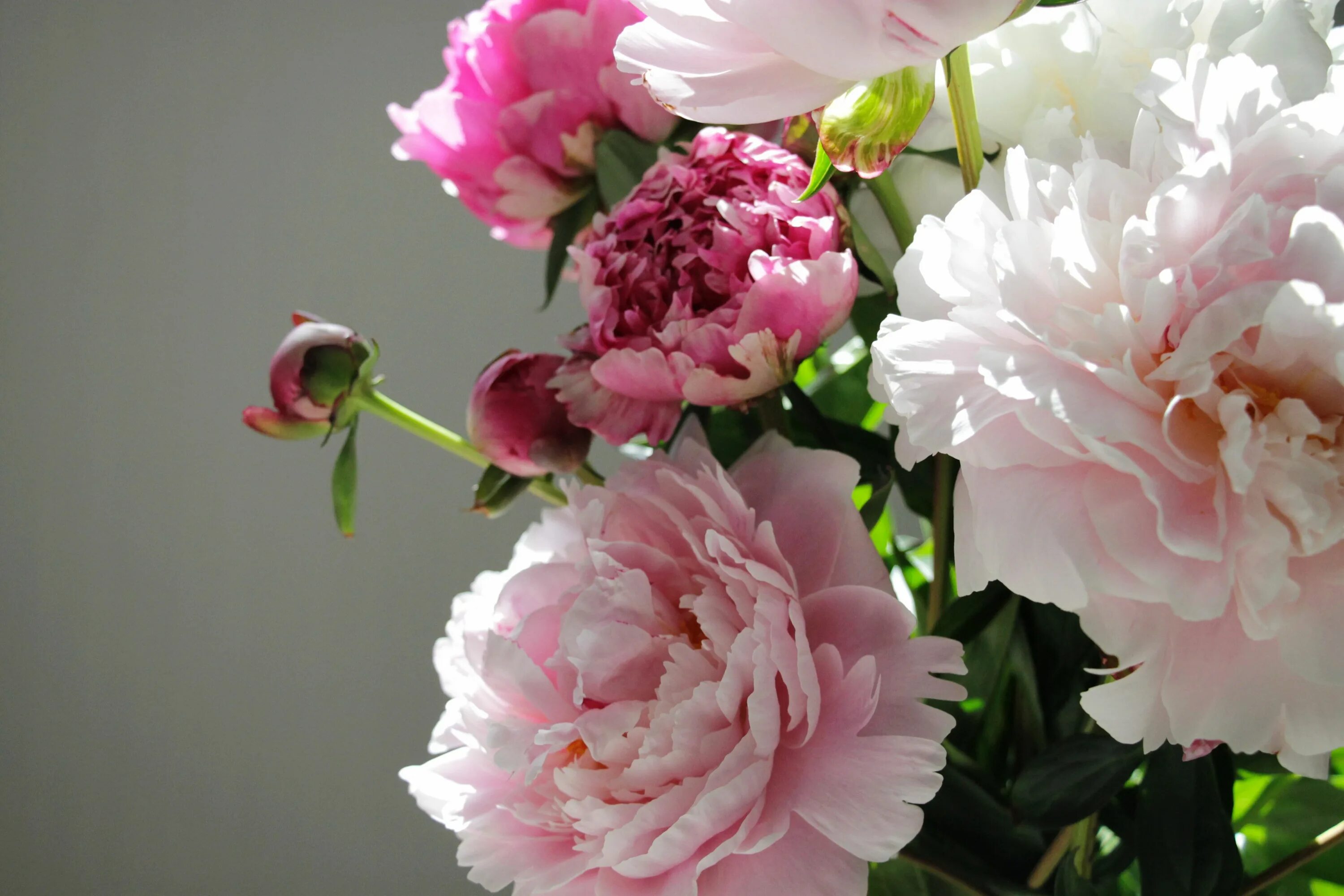 Пионы фото на обои #flowers #buds #peony bouquet of peonies #4K #wallpaper #hdwallpaper #desktop Ro