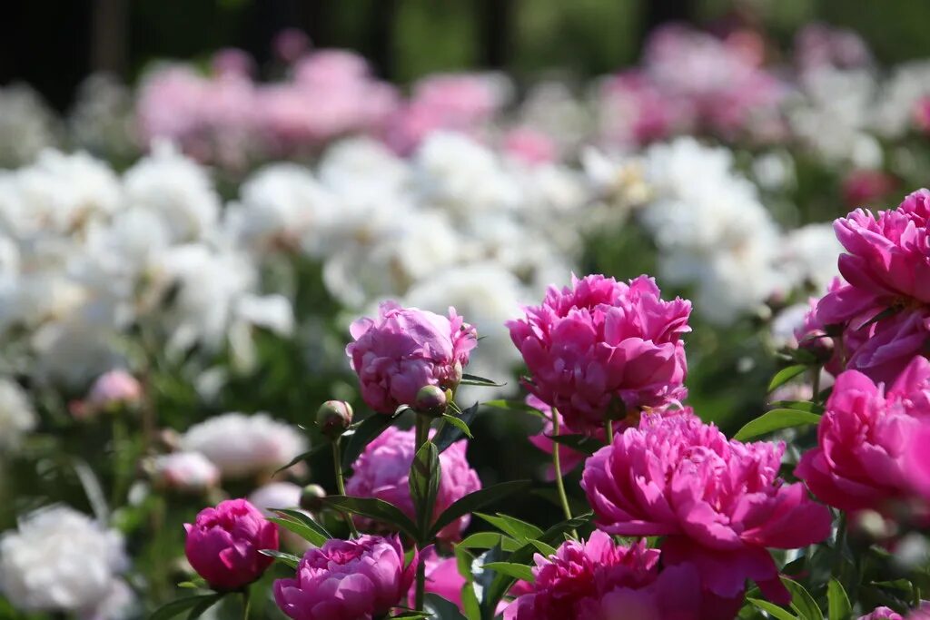 Пионы фото на обои Visit to the Peony Gardens, Nichols Arboretum (University . Flickr