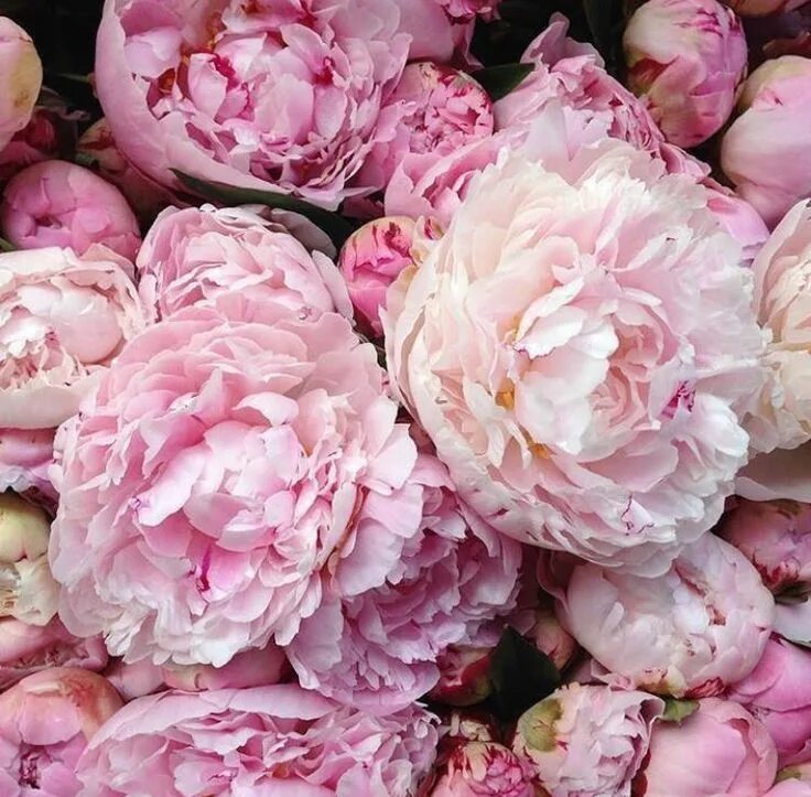 Пионы фото на обои Pin by Cansu Dönmez on Nature Flowers, Flower garden, Peonies