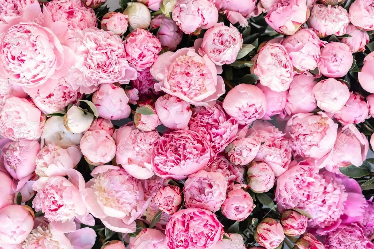 Пионы фото на рабочий стол Collection : Top 30 pink peony flower wallpaper (HD Download) Peony wallpaper, P