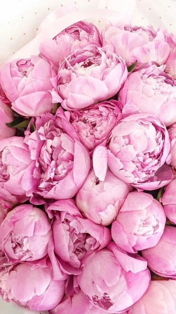 Пионы фото на телефон на весь экран Pin by Jimena Lizarde Cedillo on Fondos de pantalla Pink peonies wallpaper, Gard