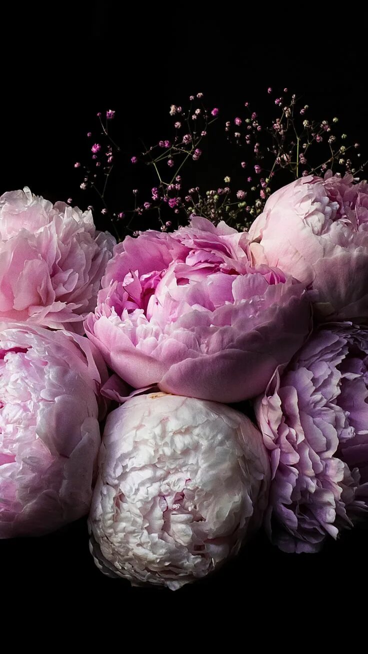 Пионы фото на телефон на весь экран Peonies-iPhone-Wallpaper Peony flower photos, Pink peonies wallpaper, Flower pho