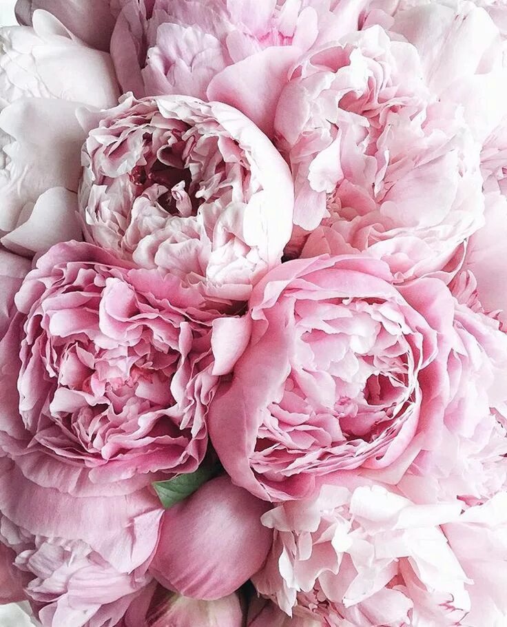 Пионы фото на телефон на весь экран Pin by Melinda Adams on Floral Romantic flowers roses, Trendy flowers, Beautiful