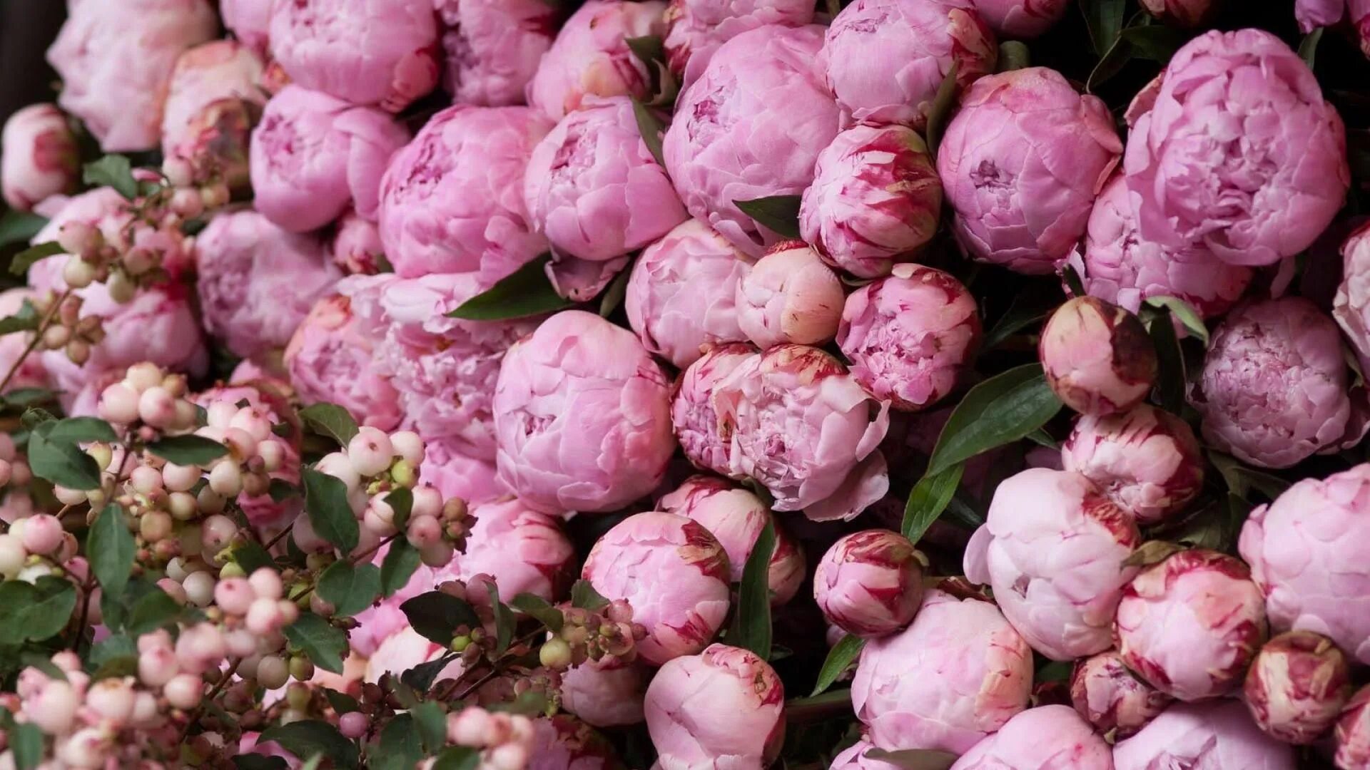Пионы фото на телефон на весь экран peonies wallpaper Peonías, Flores, Decoración de unas