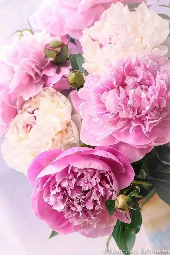 Пионы фото на телефон на весь экран Pin by Katherine Baron on Peony Place Flowers photography, Summer flowers, Prett
