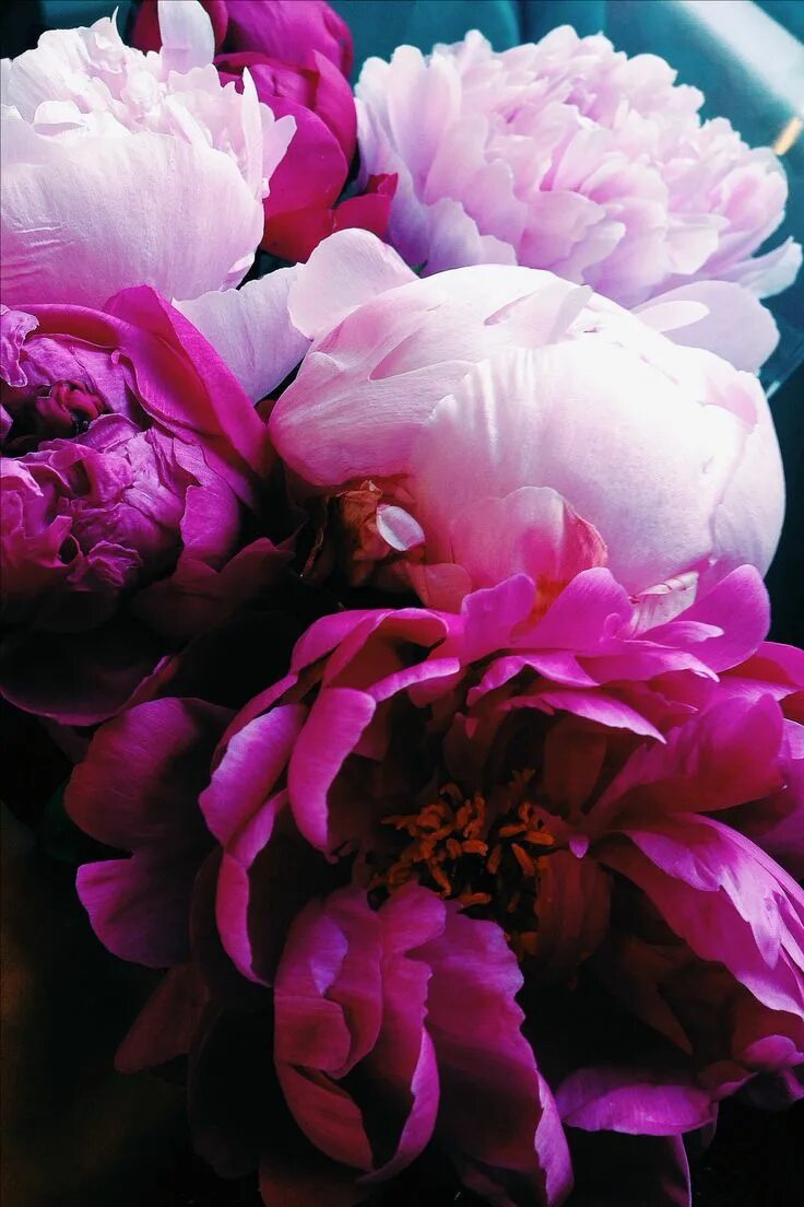 Пионы фото на телефон на весь экран Beautiful peonies Color your home with bright pink roses Blumen pflanzen, Liebe 