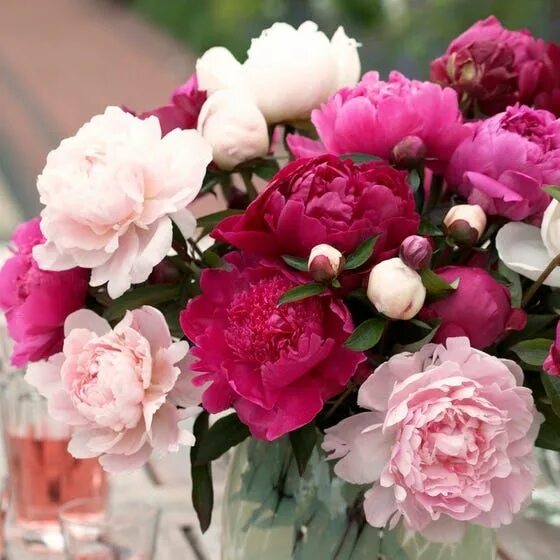 Пионы фото новые Cotton Candy Peony Mix, Paeonia American Meadows Spring hill nursery, Perennials