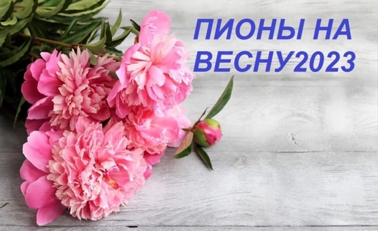 Пионы фото открытка Peonies for Spring 2023 https://vk.com/album-210003443_289661928 #Пион #Огород #