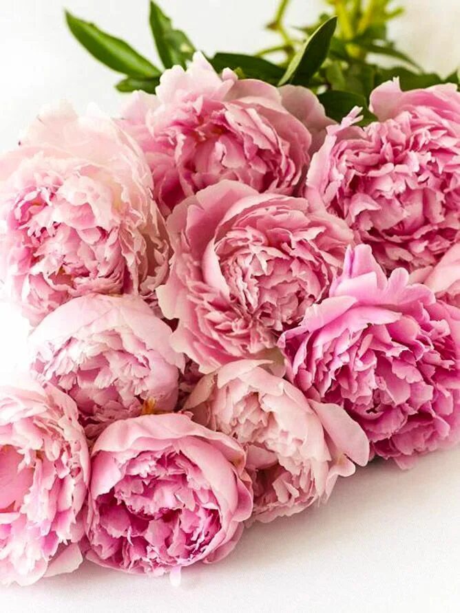 Пионы фото открытка Hello hello! Who else is pumped that it’s almost peony season? They are just the