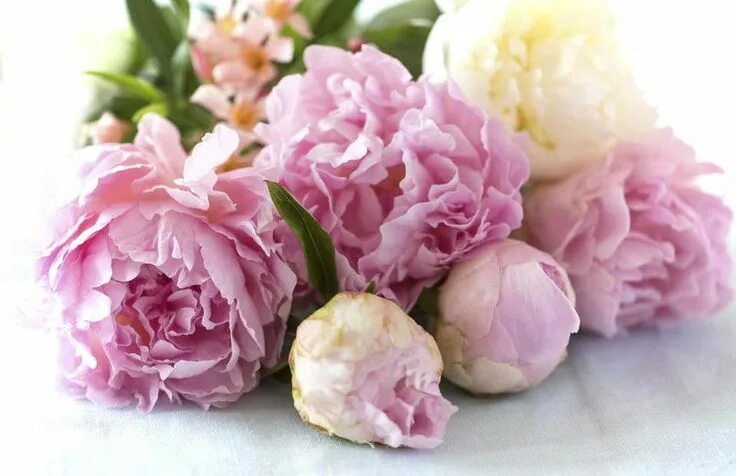 Пионы фото открытка Pin by Sanya Stasyukova on Пионы Growing peonies, Peonies season, 2015 wedding t