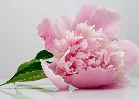 Пионы фото открытка Одноклассники Fresh flower bouquets wedding, Peonies, Pink peonies