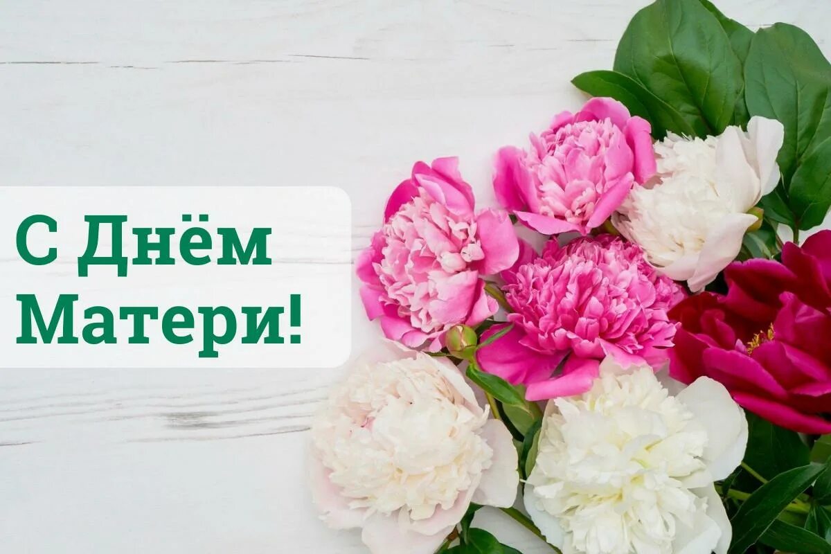 Пионы фото открытка Поздравление ректора ко Дню матери - Белорусский национальный технический универ