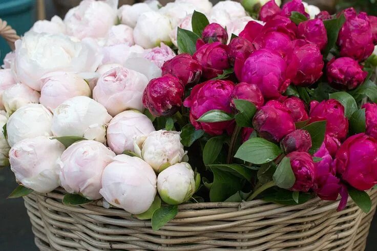 Пионы фото разные Paris Photography Paris Pink Peonies for Sale French Market - Etsy UK Peonies fo