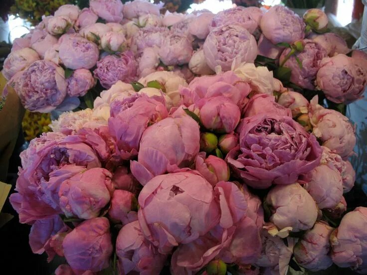 Пионы фото разные Все, что вам нужно знать о пионах, - в одной статье Trendy flowers, Peonies, Bea