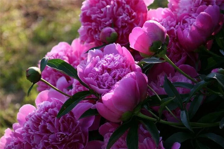 Пионы фото разные Peonies Пионы, Цветение, Зантедеския