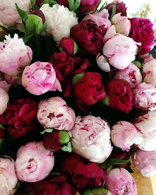 Пионы фото разные Pinterest @catherinesullivan2017 ✨ Flowers, Peonies, Beautiful flowers