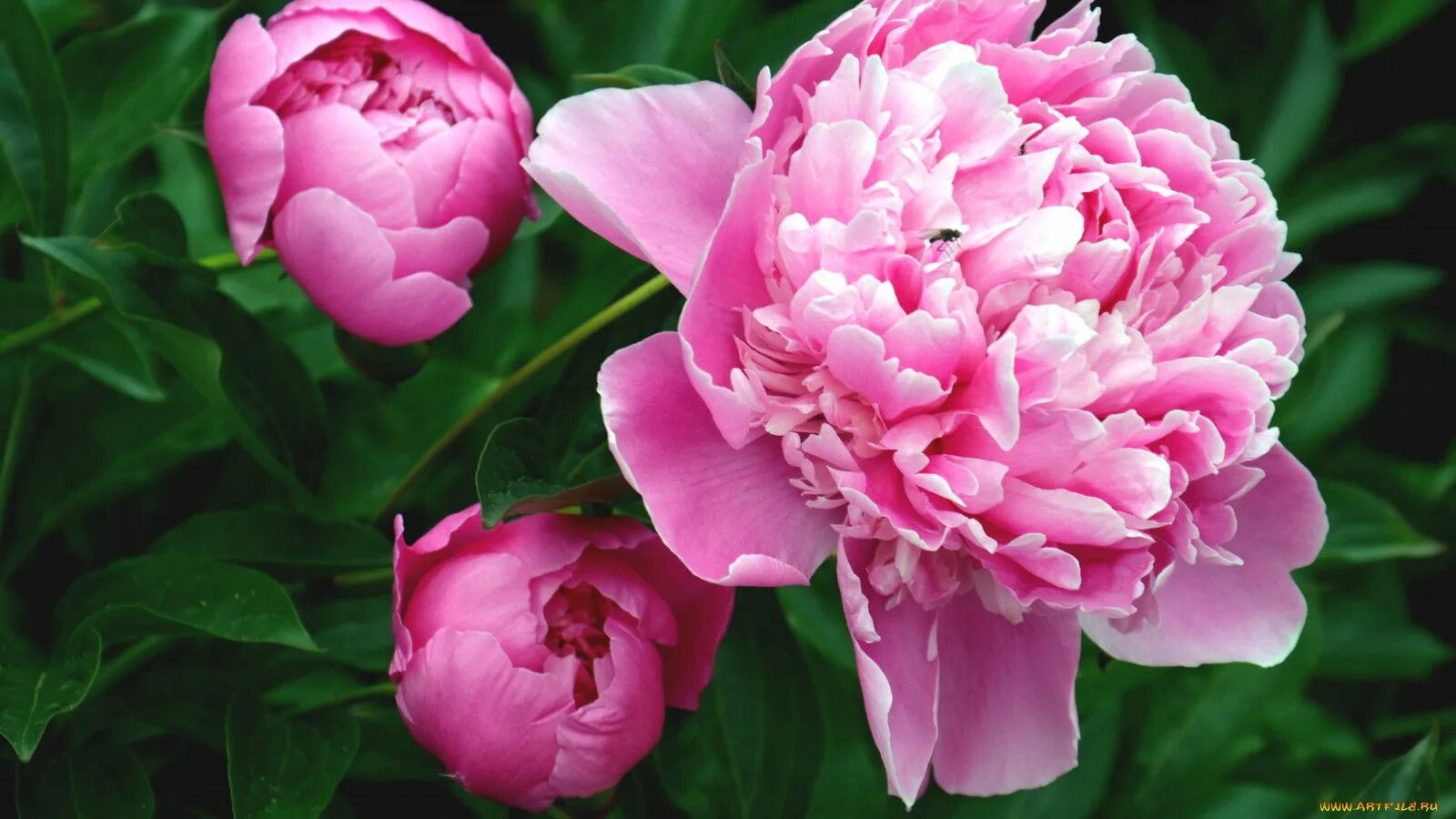 Пионы фото с названиями BES Луковица Пион Pink (x1) - купить с доставкой по выгодным ценам в интернет-ма