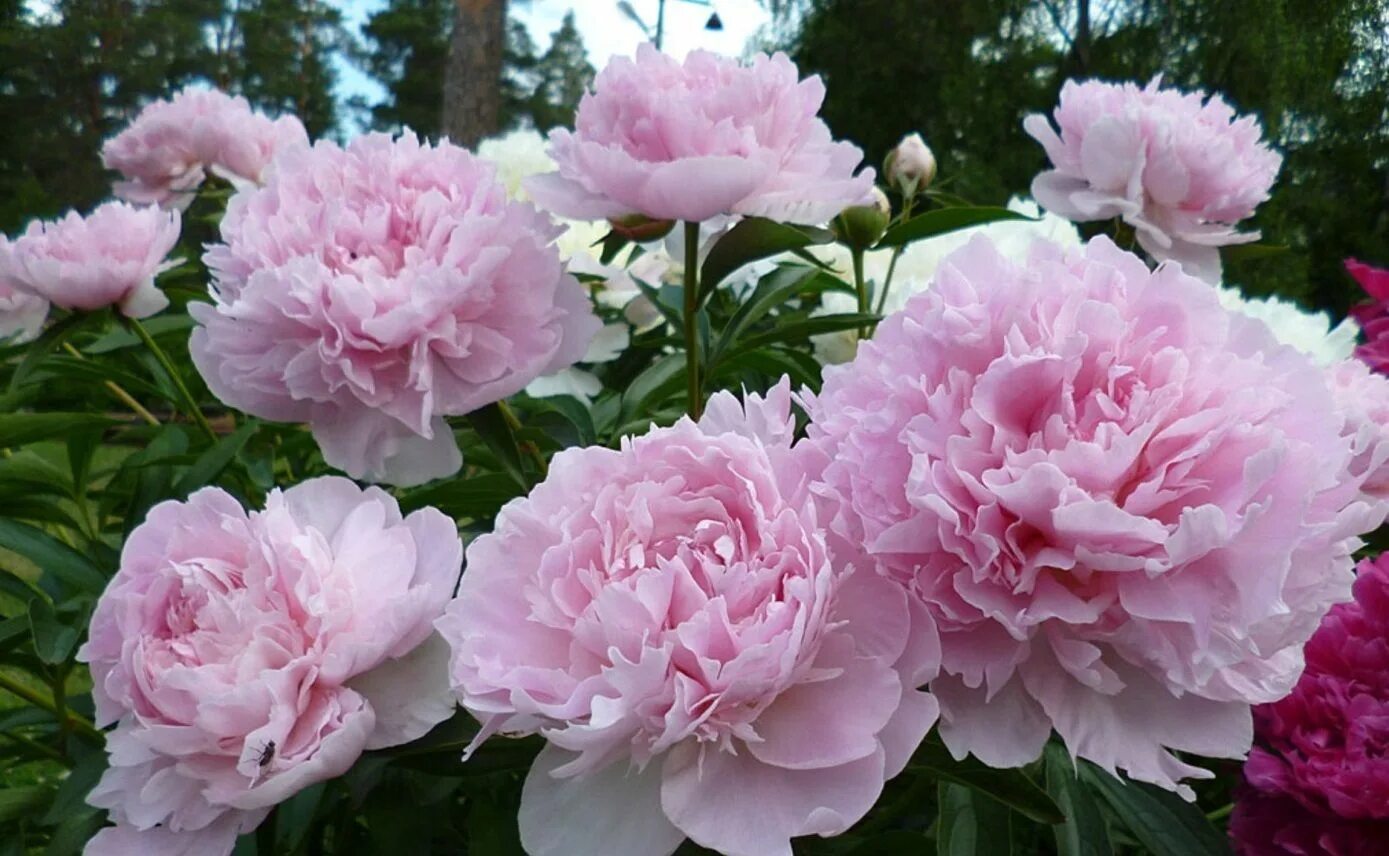 Пионы фото с названиями Пион Old Rose Dandy 1 шт. - купить в питомнике Дирижер Сада