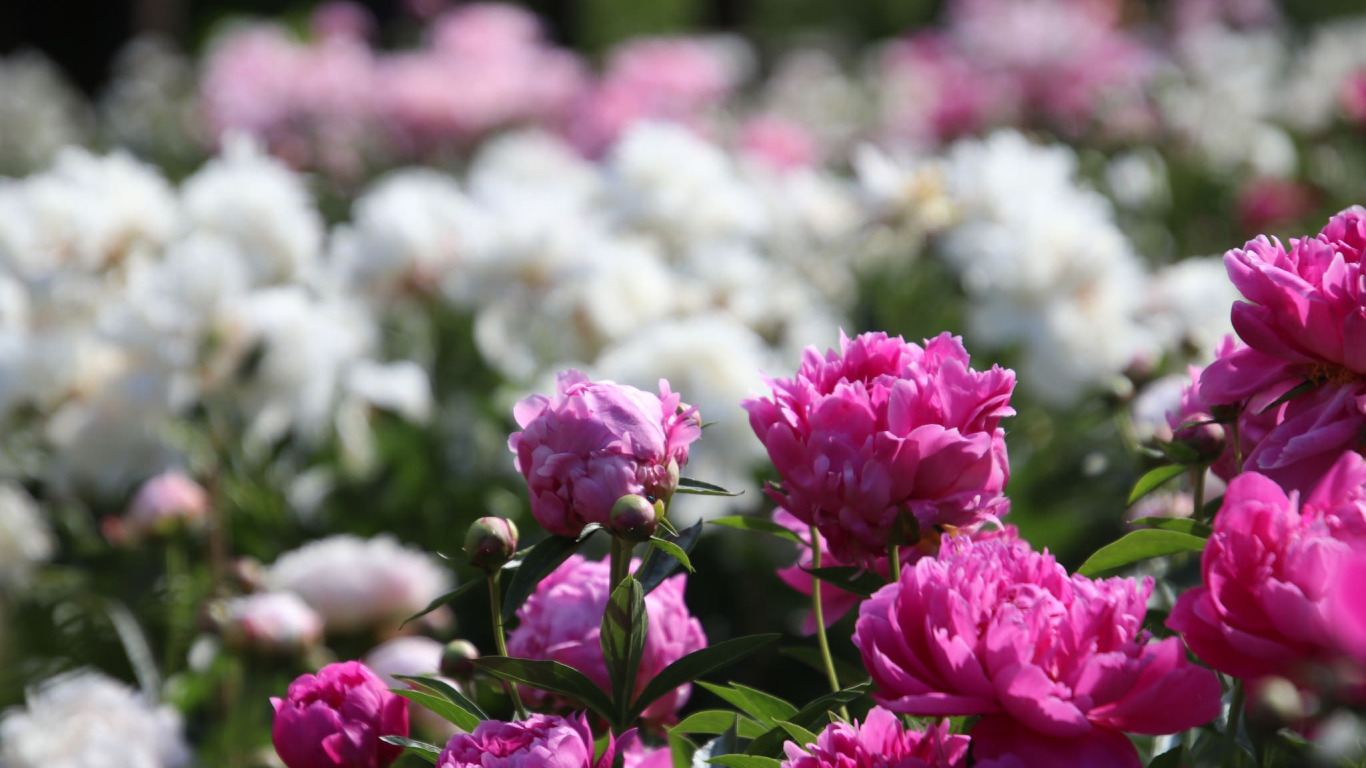Пионы фото смотреть Download wallpaper white, pink, peonies, section flowers in resolution 1366x768