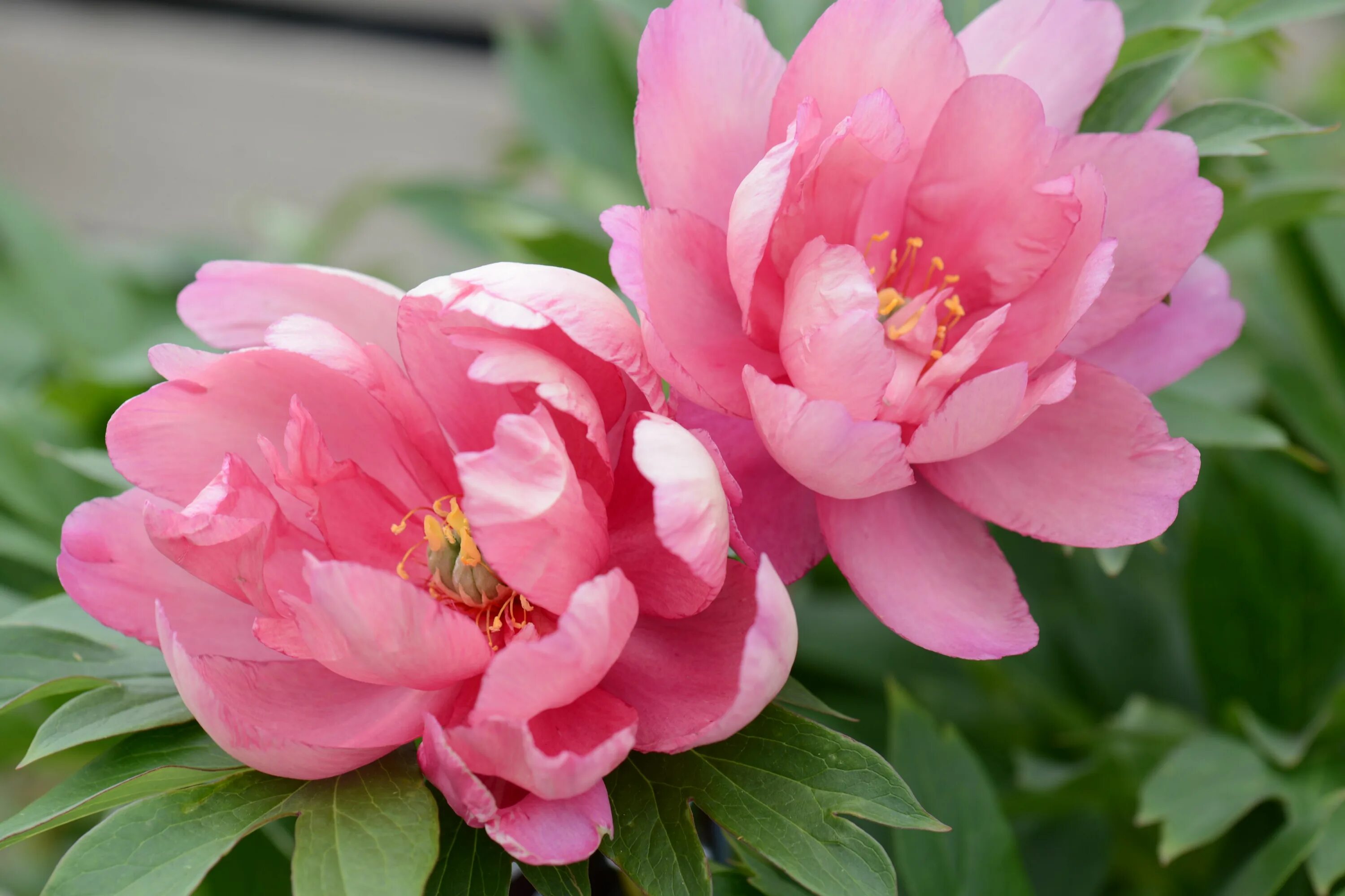 Пионы фото цена Itoh Peonies Flowers photography, Itoh peonies, Flora flowers