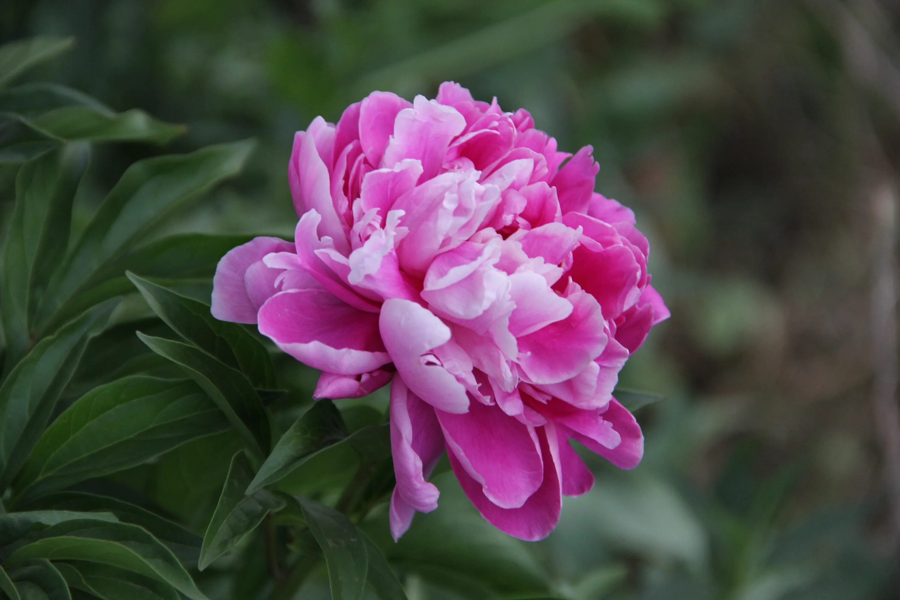 Пионы фото цена Macro picture of pink peony free image download