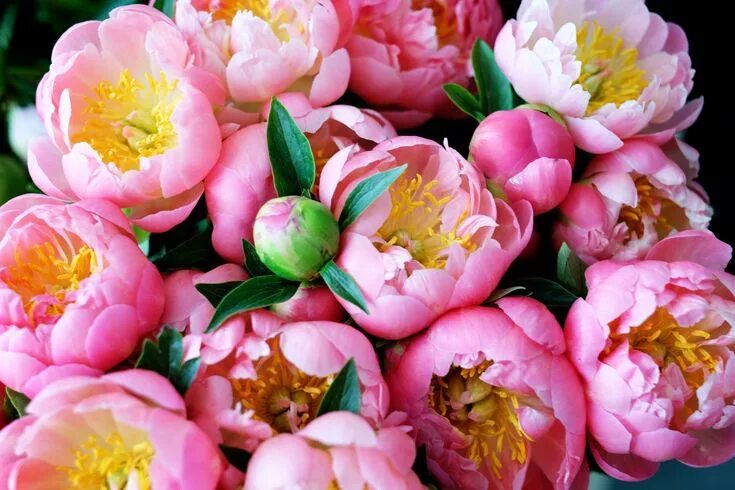 Пионы фото цветов Facts About Flowers: Peony Edition Flower farm, Peony care, Growing peonies