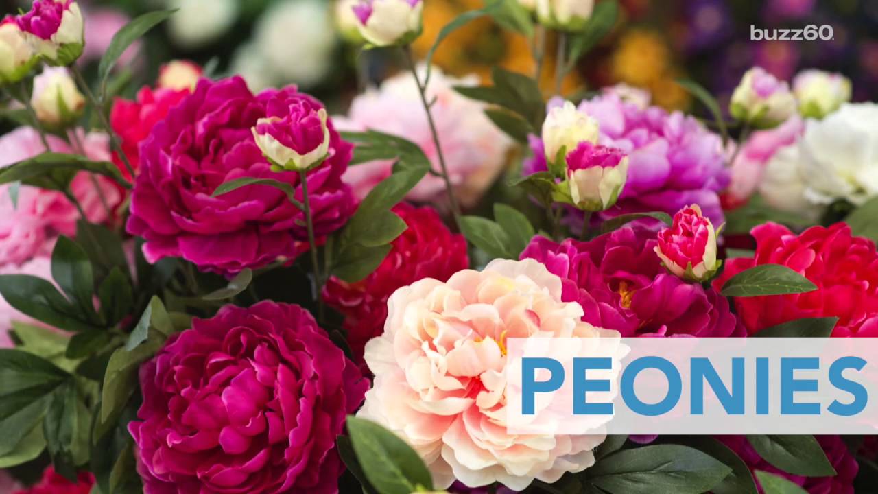 Пионы фото цветов Best Flowers to Plant for Summer - YouTube