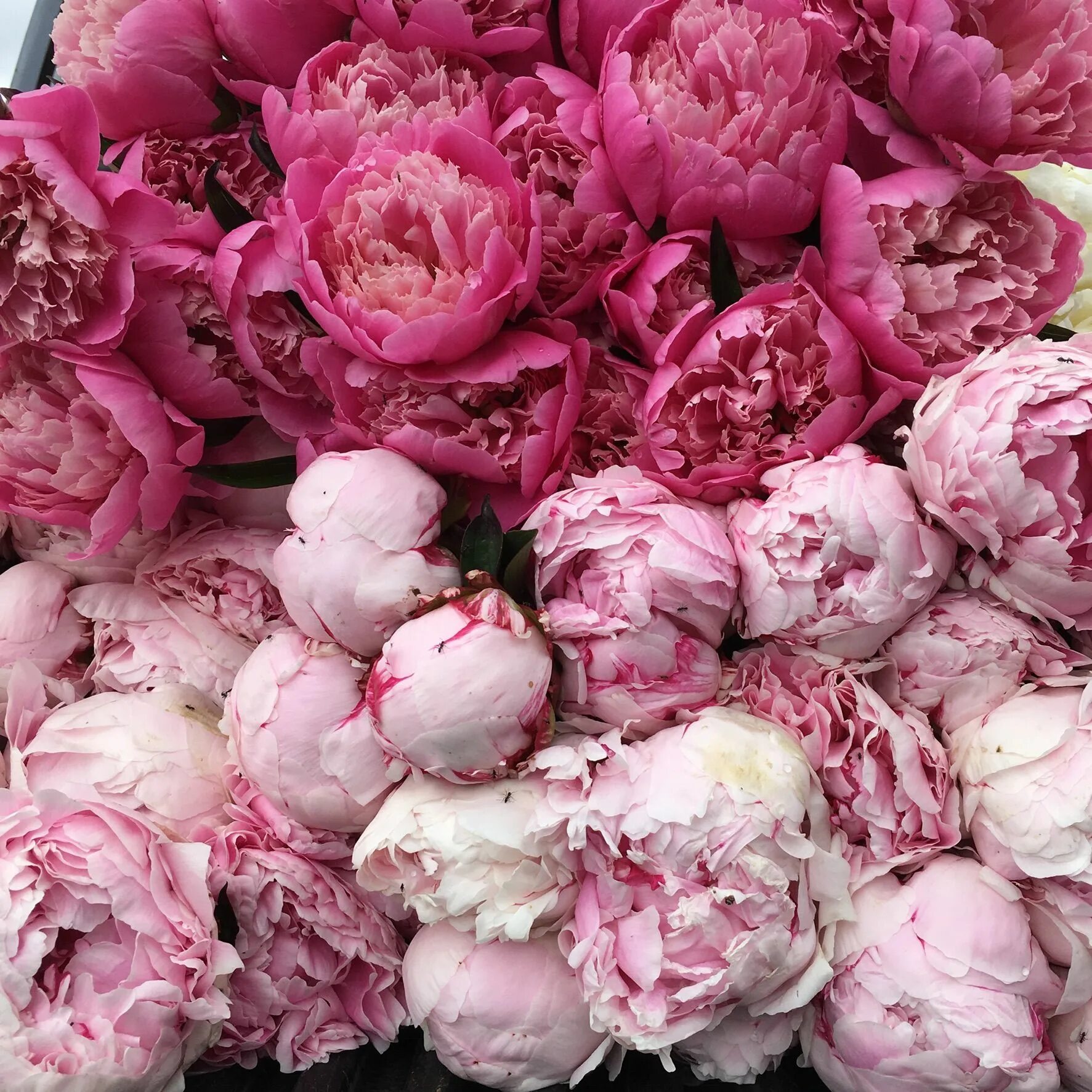 Пионы фото цветов www.mountmacedonpeonies.com Pretty flowers, Flower quotes, Peonies season