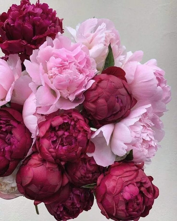 Пионы фото цветов Peonies for you ♥ Photography by: fairynuffflowers on Instagram Peoner, Vakre bl