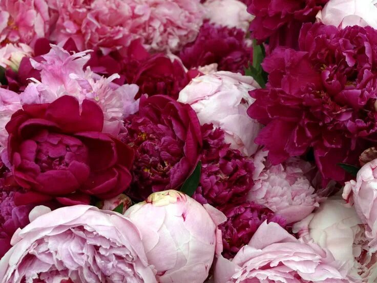 Пионы фото цветов Peonies Flowers, Peonies background, Wedding flowers