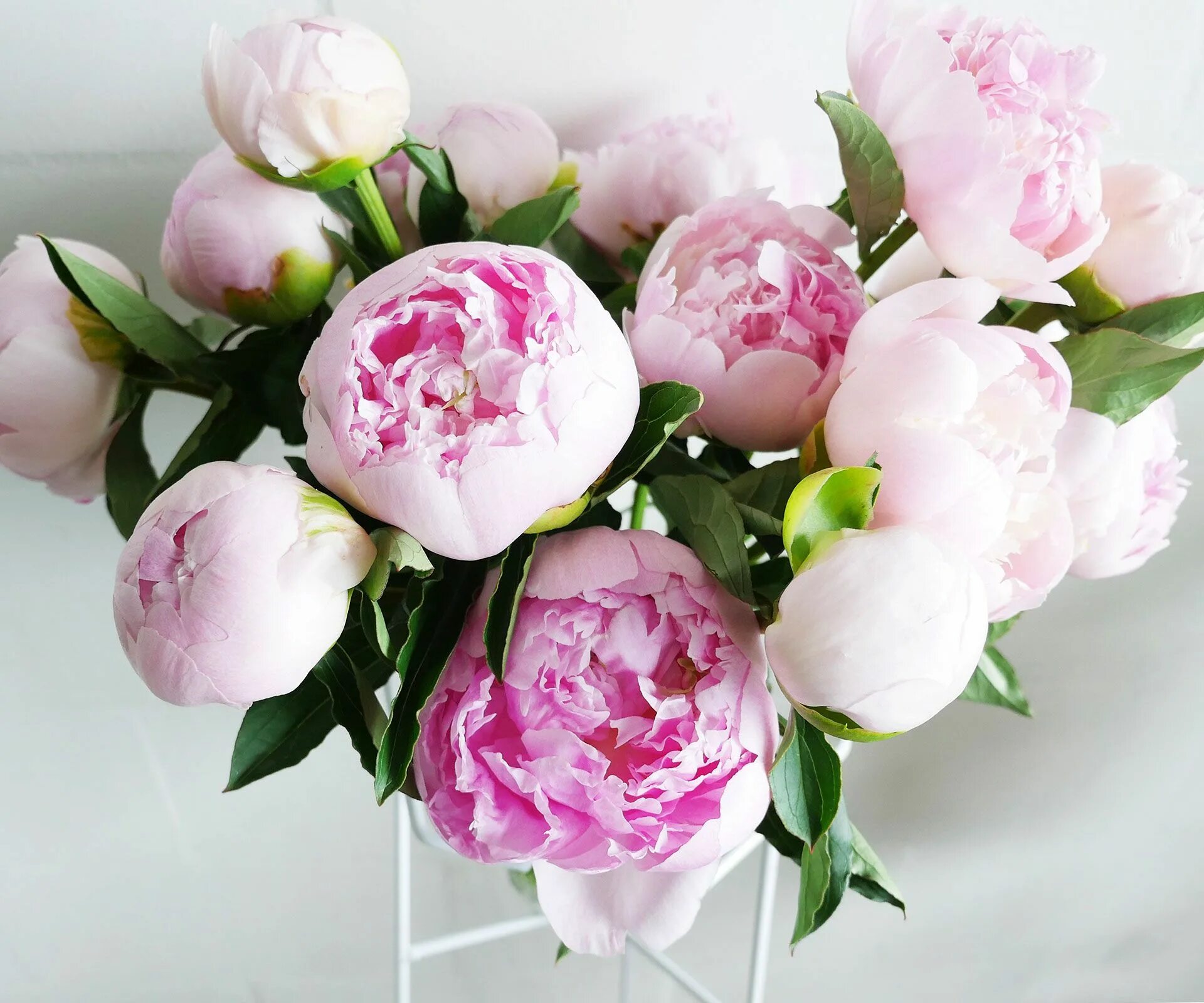 Пионы фото цветов 5 tips for perfect peonies - Your Home and Garden Flowers, Flower arrangements s
