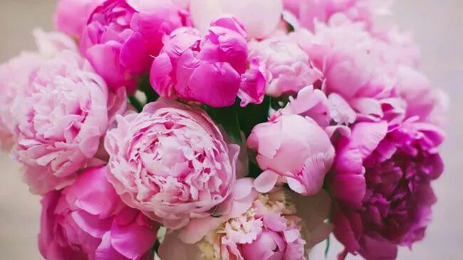 Пионы фото цветов с днем рождения Самые ароматные цветы Pretty flowers, Pink peonies wallpaper, Pink peonies