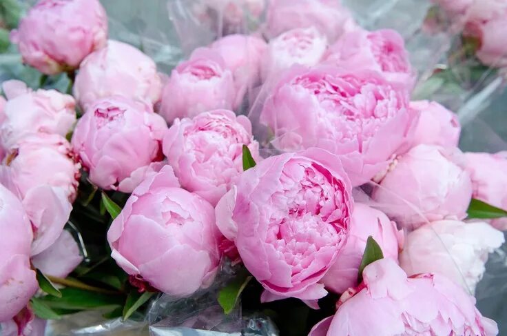 Пионы фото цветов с днем рождения Pink Peonies Simple wedding flowers, Wedding flowers sunflowers, Wedding flowers